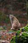 A European lynx-sitting on a mossy rock and looking at the camera Bavaria-Germany Art Print
